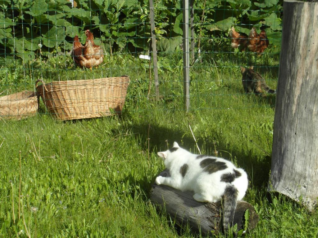 Farm Kosir Villa Кранска гора Екстериор снимка